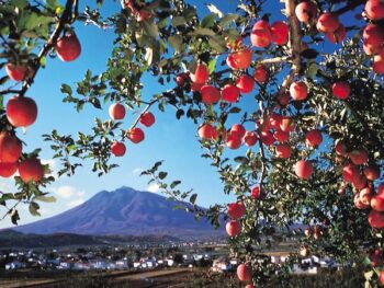 青森リンゴから生まれたアップルレザー「aplena（アプレナ）」