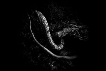 蛇革財布 良くない